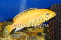 Желтый лабидохромис (Labidochromis caeruleus var. "Yellow")